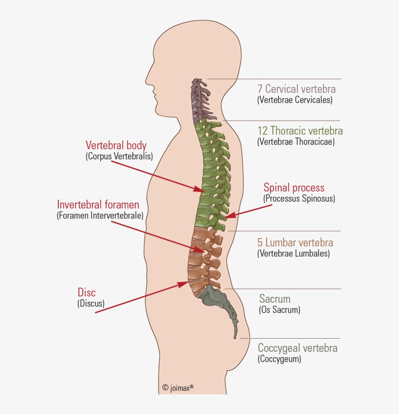 Below, Follow The Sacrum And Coccyx Built Up From A - Diagram, transparent png #2383628