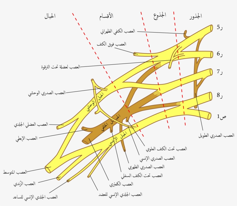 Brachial Plexus 2-2 - Brachial Plexus, transparent png #2383635