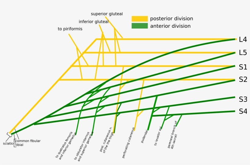 Open - Sacral Plexus Easy Diagram, transparent png #2383665