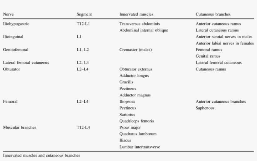Lumbar Plexus, transparent png #2383804
