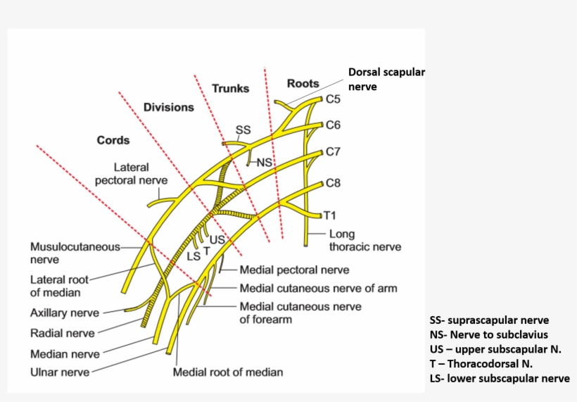 Brachial Plexus On Transparent, transparent png #2384038