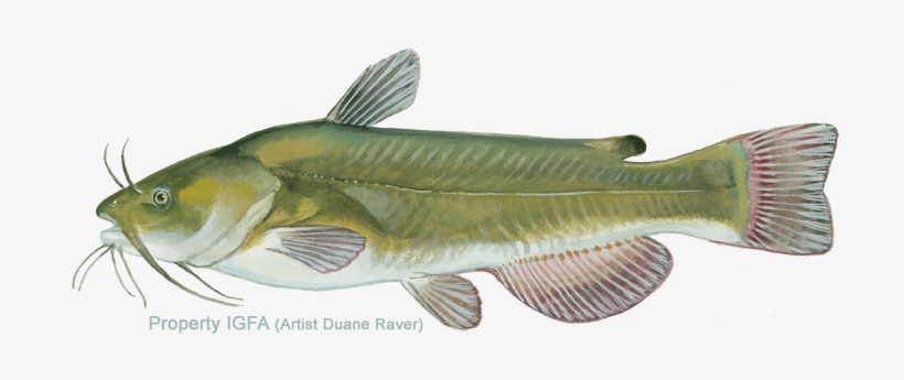 Green Bullhead Catfish, transparent png #2385636