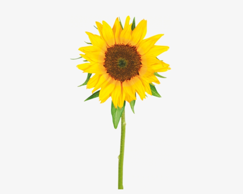 Girasol2 - Tagalog Name Of Sunflower, transparent png #2387089