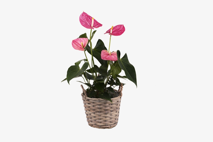 Anthurium Rosa - Plants, transparent png #2387161