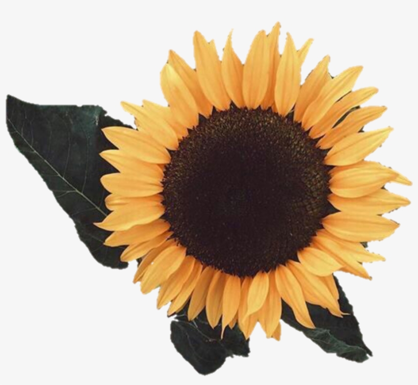 Yellow Amarillo Girasol Flor Tumblr Aesthetic Random ...