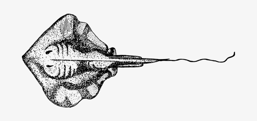 Ray Fish Animal Biology Ichthyology Zoolog - Sting Ray Drawing, transparent png #2390766