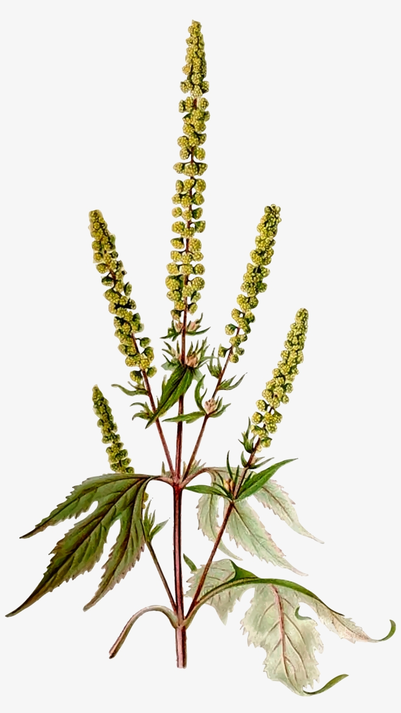 Picture Black And White Download Giant Big Image Png - Ragweed Clipart, transparent png #2393392