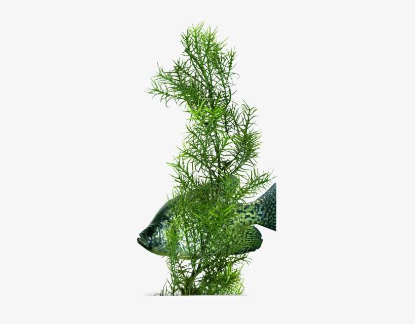 A Proven Fish Magnet - Aquarium Weed, transparent png #2393418