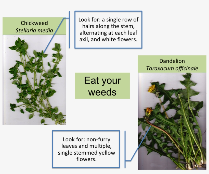 Eat Your Weeds, transparent png #2393568