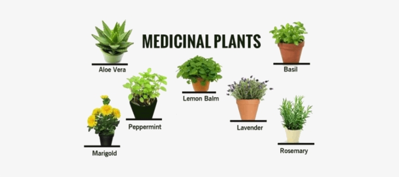 Medicinal Plants In Kerala, transparent png #2393623