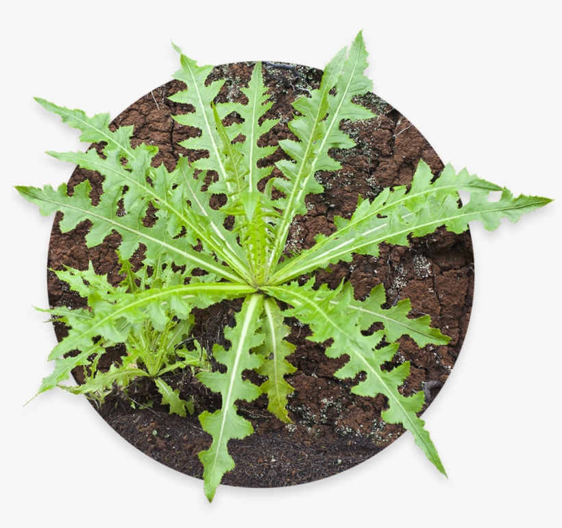 Weed Removal - Daun Tempuyung, transparent png #2393640