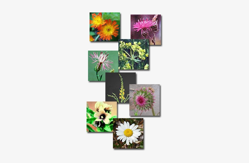 Coalition For The Upper South Platte Weed Reporting - Cannabis, transparent png #2393743