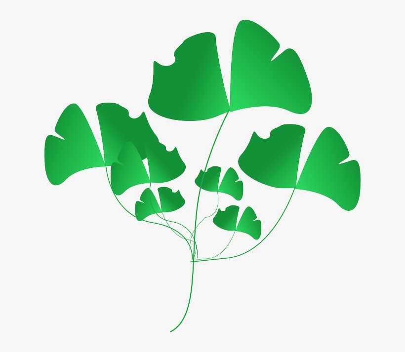 Plant, Green, Leaves, Nature, Weeds - Clip Art, transparent png #2393759