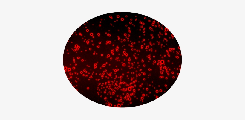 ¿cómo Actúan Las Burbujas Lipídicas - Portable Network Graphics, transparent png #2394466