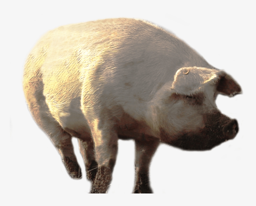 Free Png Dirty Pig Walking Png Images Transparent - Portable Network Graphics, transparent png #2395233