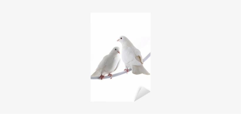 White, transparent png #2396181