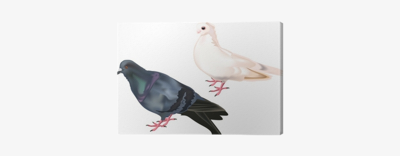 Cuadro En Lienzo Palomas Blancas Y Negras Aisladas - White, transparent png #2396302