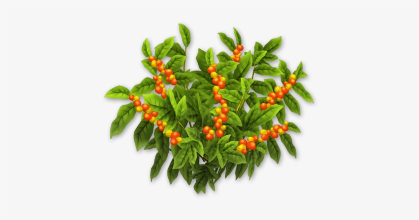Coffee Bush Harvest 3 - Bird's Eye Chili, transparent png #2396741