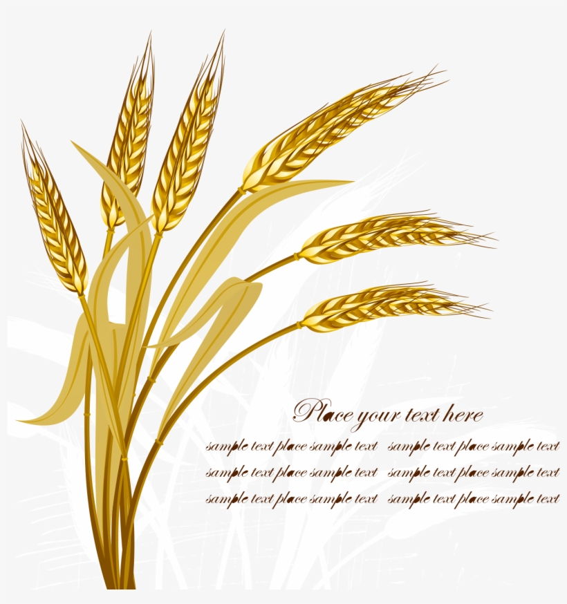 Wheat Crop Golden Transprent - Wheat Vector, transparent png #2397324