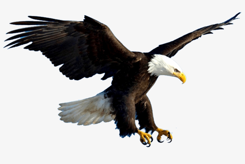 Aguila - Eagle Flying Psd, transparent png #2398507