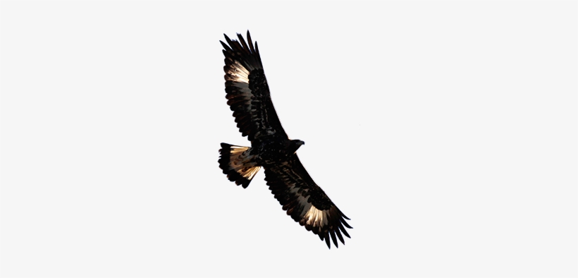 Aguila Volando Png - Aguila Imperial Iberica Png, transparent png #2398527