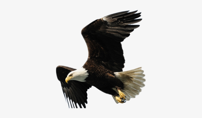 Aguila De La Universidad Tecnologica, transparent png #2398558
