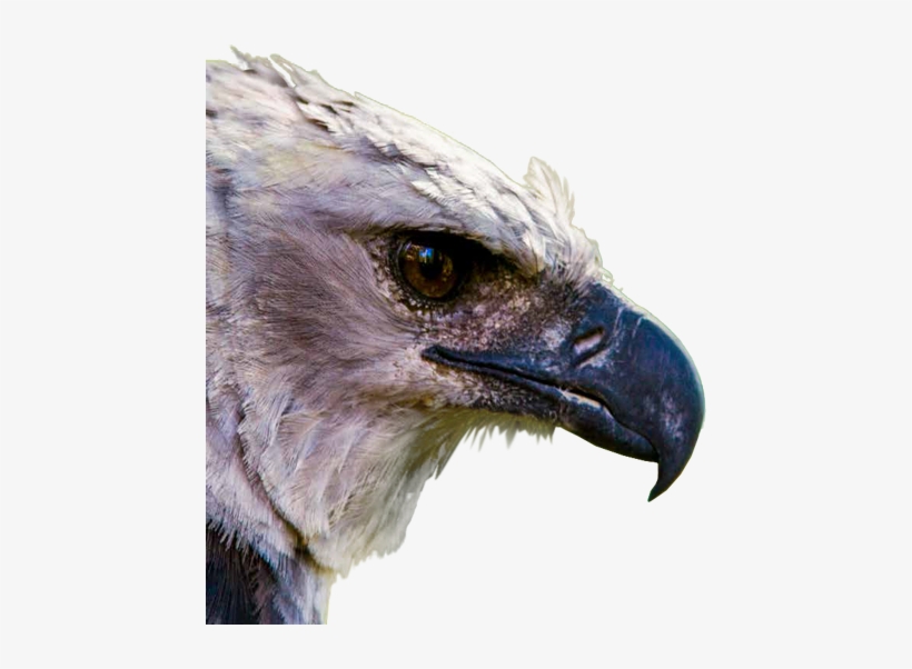 El Águila Harpía Es El Ave Rapaz Más Grande Y Poderosa - Aguila Arpia Panama Png, transparent png #2398685