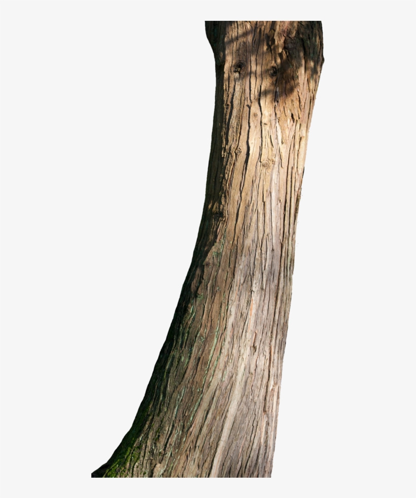 Png Tree Trunk Transparent Tree Trunk - Tree Trunk Png, transparent png #2399317