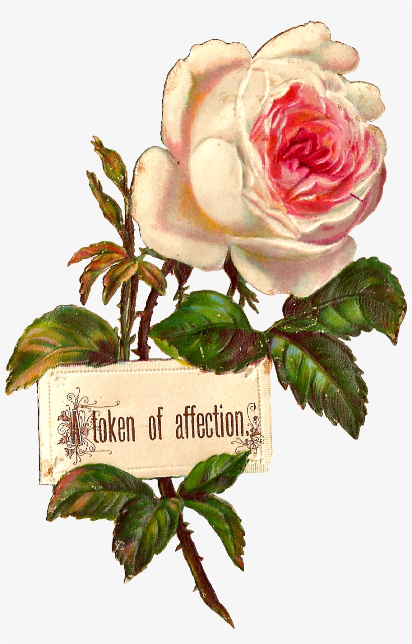 Antique Images Printable White Rose Label Design Blank - Blank Rose, transparent png #240317