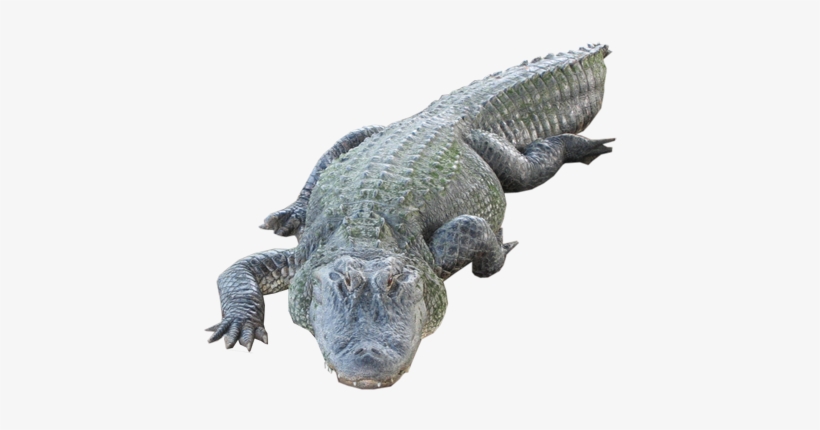 Crocodile Png, transparent png #240363