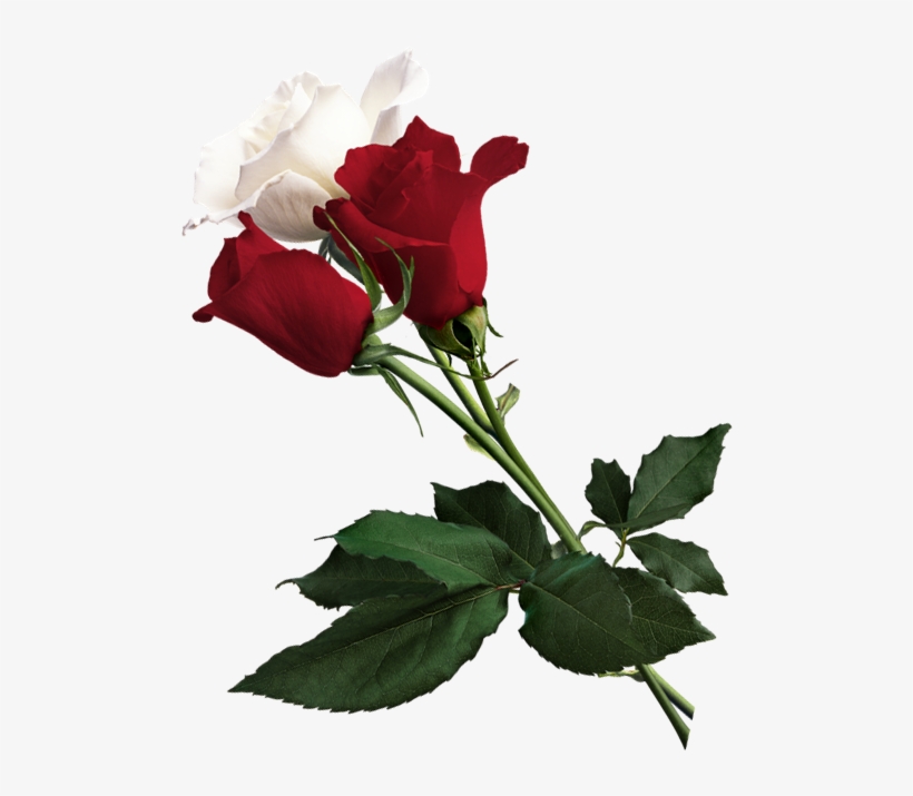 White Rose Clipart Red Rose - White And Red Rose Png, transparent png #240651