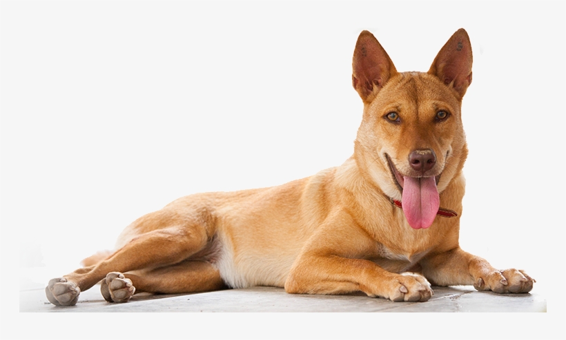 At Lanta Animal Welfare We Believe Passionately That - Animal That Protect Us, transparent png #240840