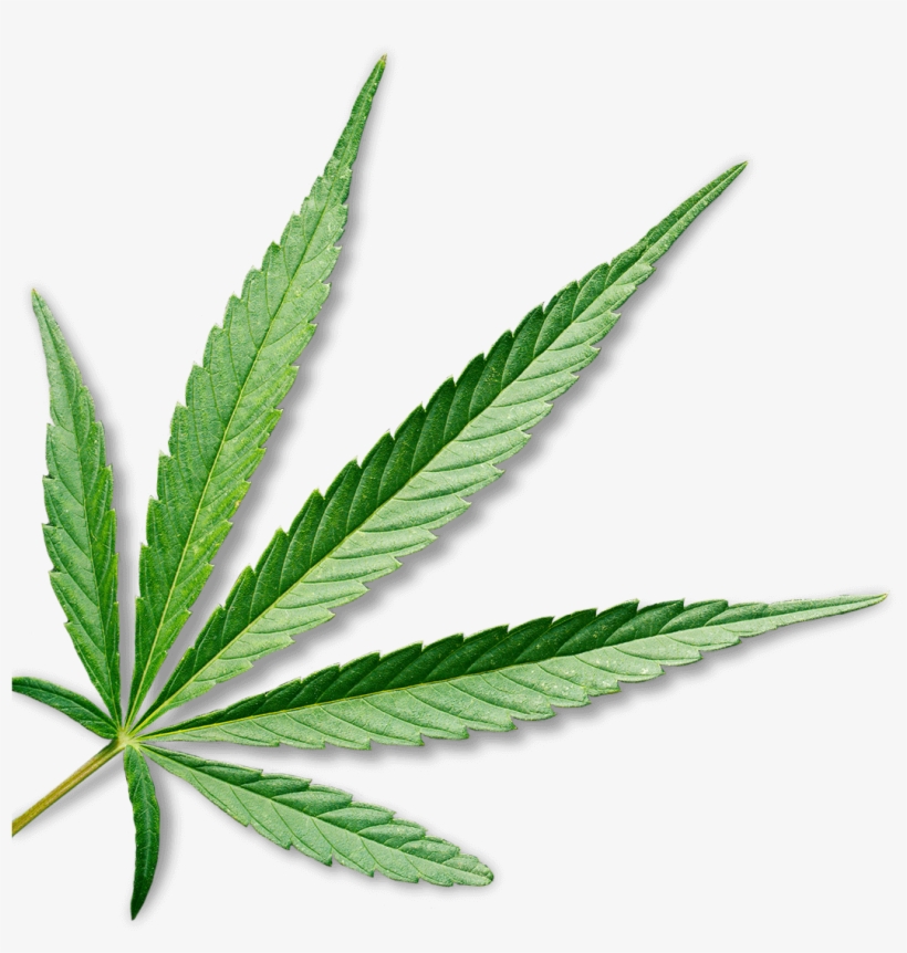 Marijuana - Cannabis Leaf Transparent Background, transparent png #240914