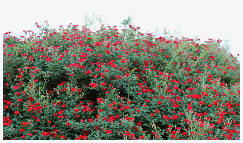 Flower Png Transparent Use Free By Theartist - Flower Bed Transparent Background, transparent png #240939