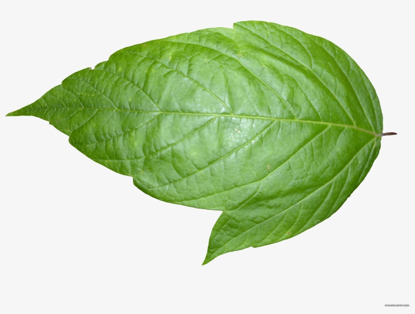 Weed Leaf Transparent Background Download - Leaf Transparent Background, transparent png #241393