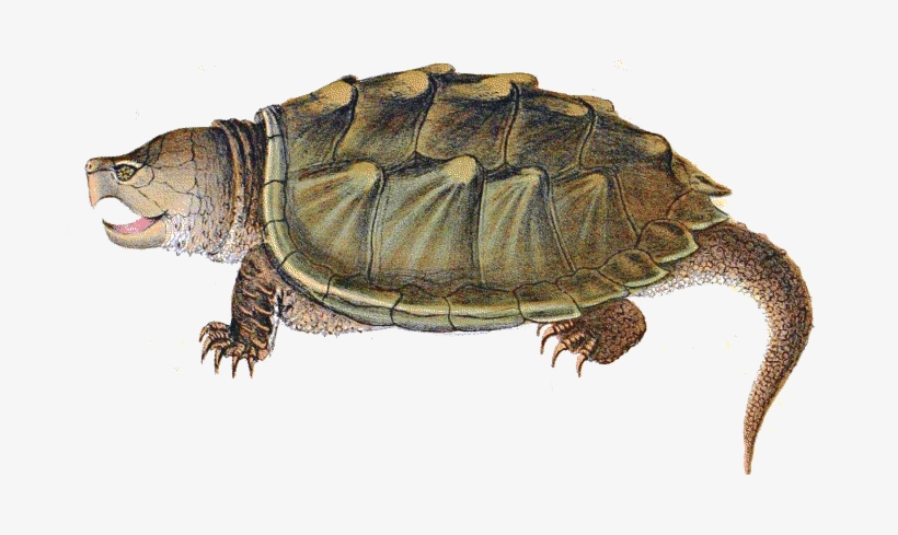 Snapping Turtle Png Image - Snapping Turtle Png, transparent png #241477