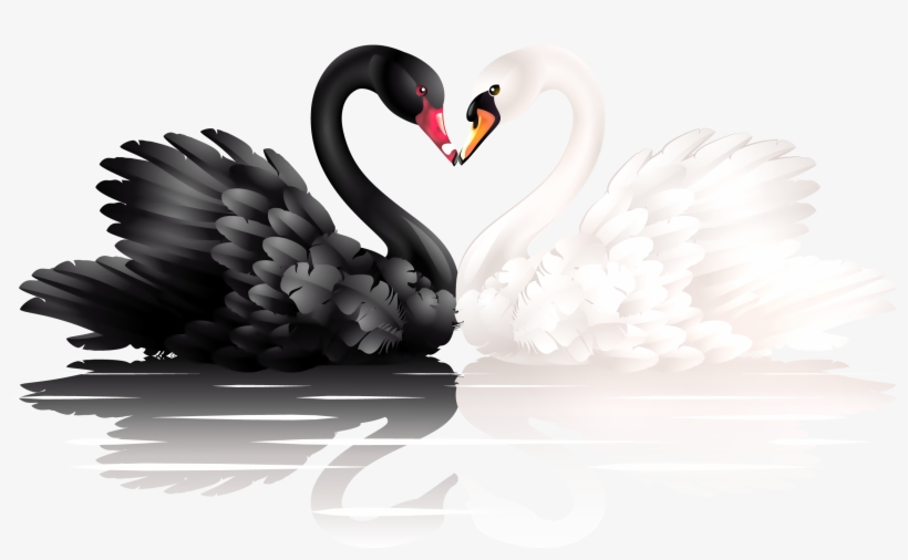 Swan Png, transparent png #241518