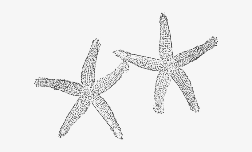 Starfish Vector Black And White - White Starfish Clip Art, transparent png #241696