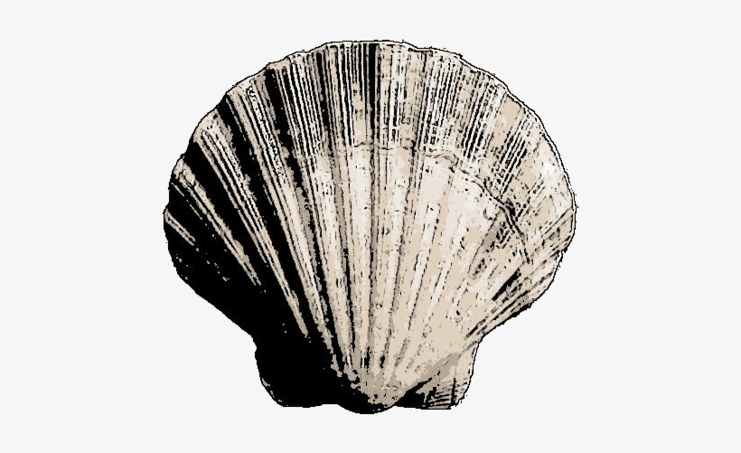 Bivalve Sea Shell - Sea Shell, transparent png #241810