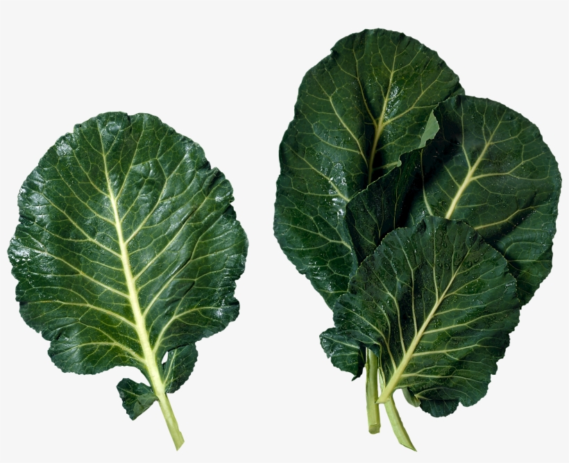 Lettuce Clipart Collard Greens - Collard Greens, transparent png #241845