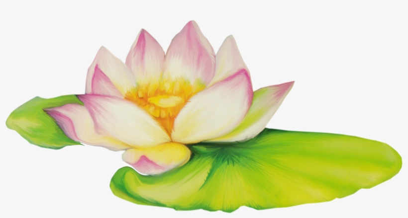 Nelumbo Nucifera Flor De Dibujo Clip Art - Flor De Loto Dibujo, transparent png #242094