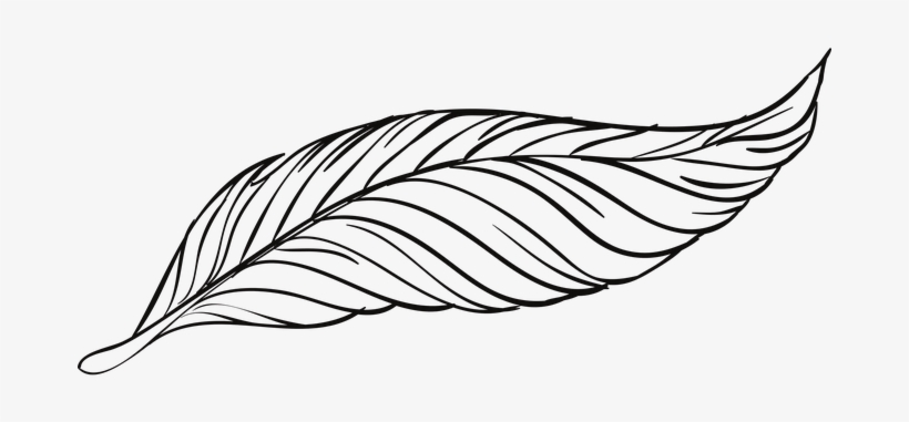 Pen Feathers Bird Animal Beautiful Peacock - ขน นก วาด, transparent png #242345