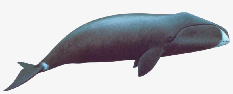 Bowhead Whale - Whale Transparent, transparent png #242433