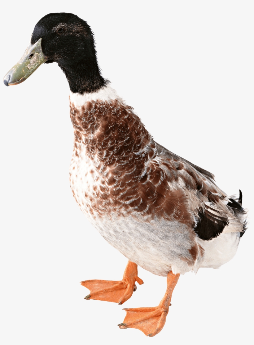 Killzone Clipart Duck - Duck Png, transparent png #242585
