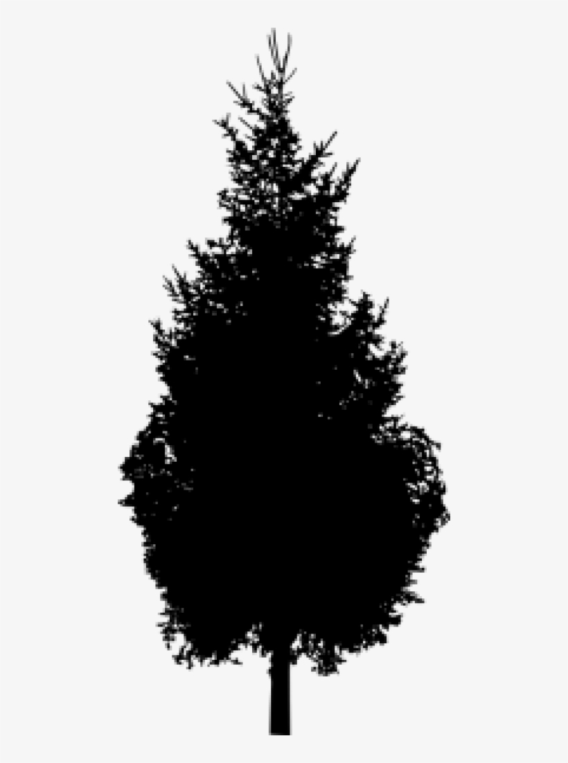 Free Png Pine Tree Silhouette Png Images Transparent - Pine Tree Silhouette Png, transparent png #243240