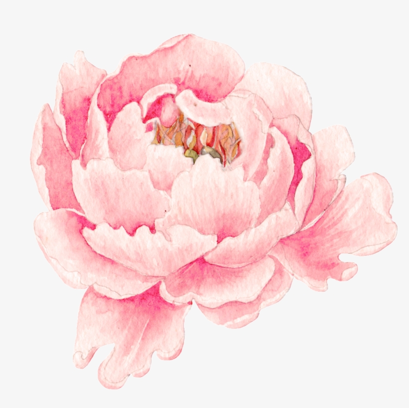 This Graphics Is Pink Peony Flower Transparent Png - 牡丹 水彩, transparent png #243848