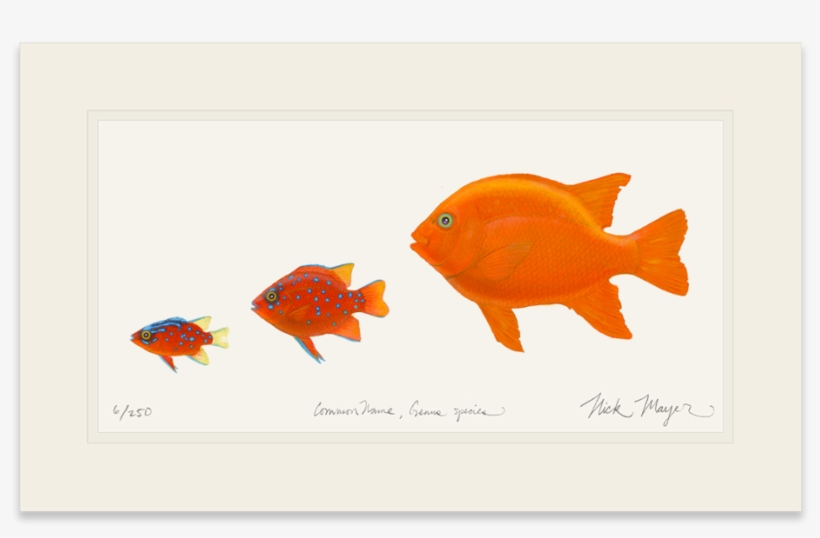 Garibaldi Phases - Garibaldi (fish), transparent png #244144