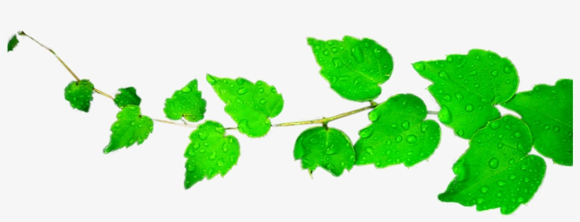 Falling Green Leaves Clip Art - Falling Green Leaves Png, transparent png #245088