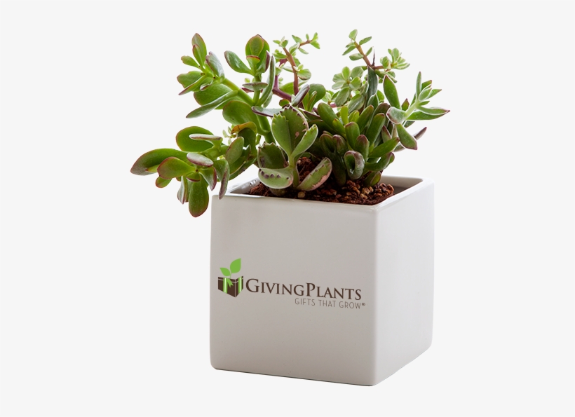 Giving Plants Can Put Your Corporate Logo On Your Gift - Branded Desk Plant, transparent png #245522