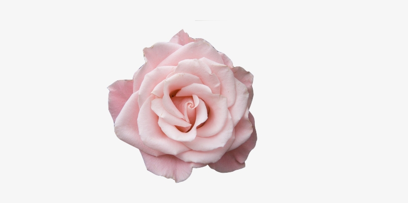 Transparent Tumblr Pictures - Pale Pink Roses Png, transparent png #245858